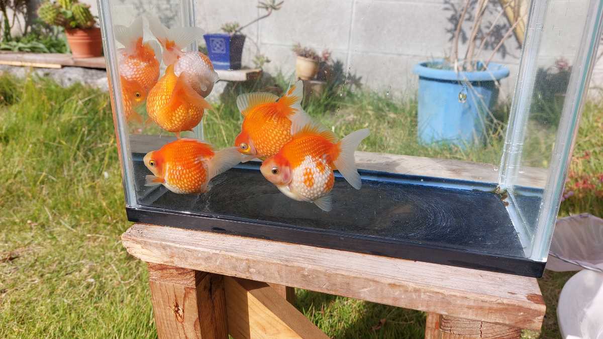 100%新品，セール ピンポンパール ５匹(その他)｜売買されたオークション情報、yahooの商品情報をアーカイブ公開 - オークファン その他