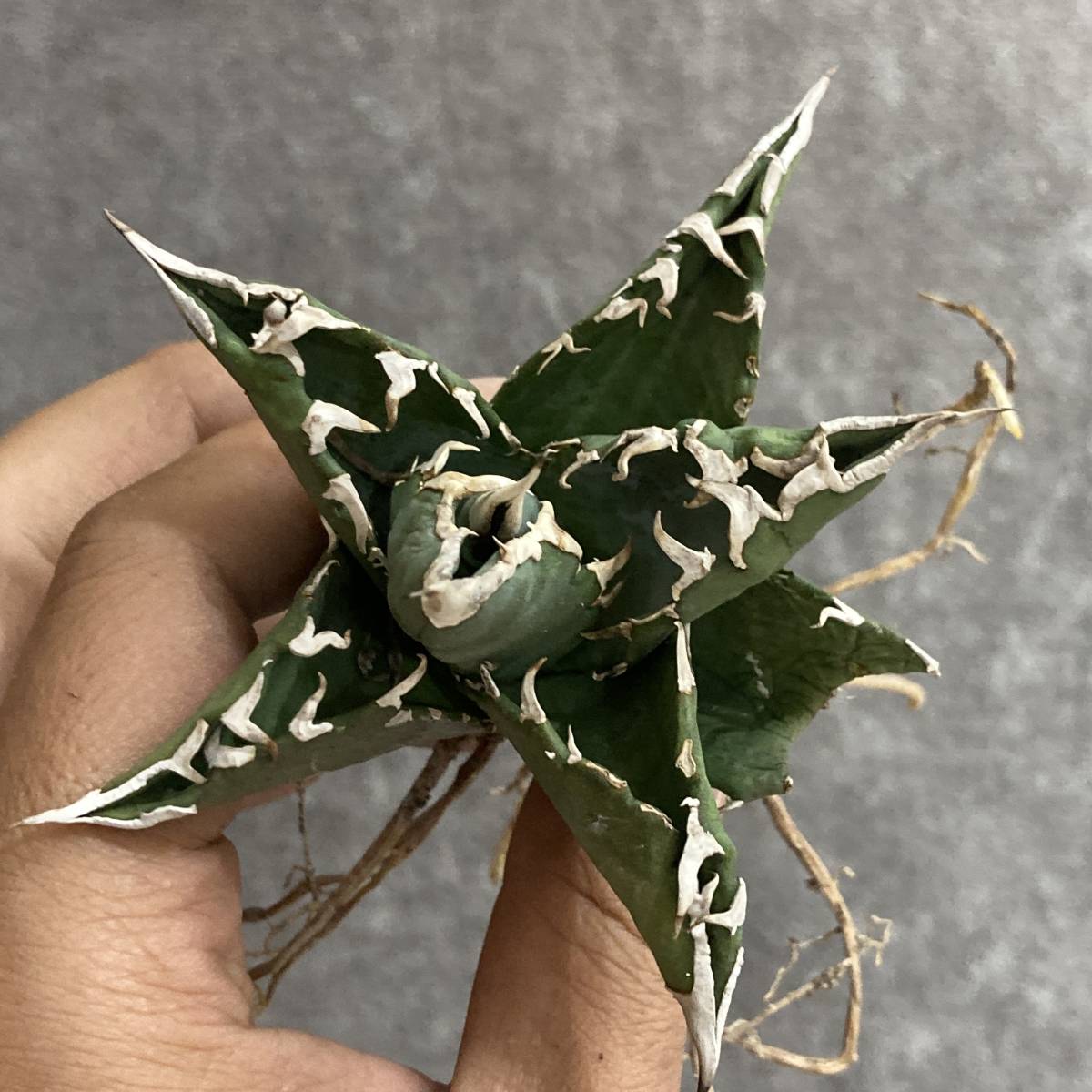 アガベ　バターフィンガー　滅多に流通しない大きさ □アガベ・フェロックス ”バターフィンガー” 錦 斑入り□agave ferox