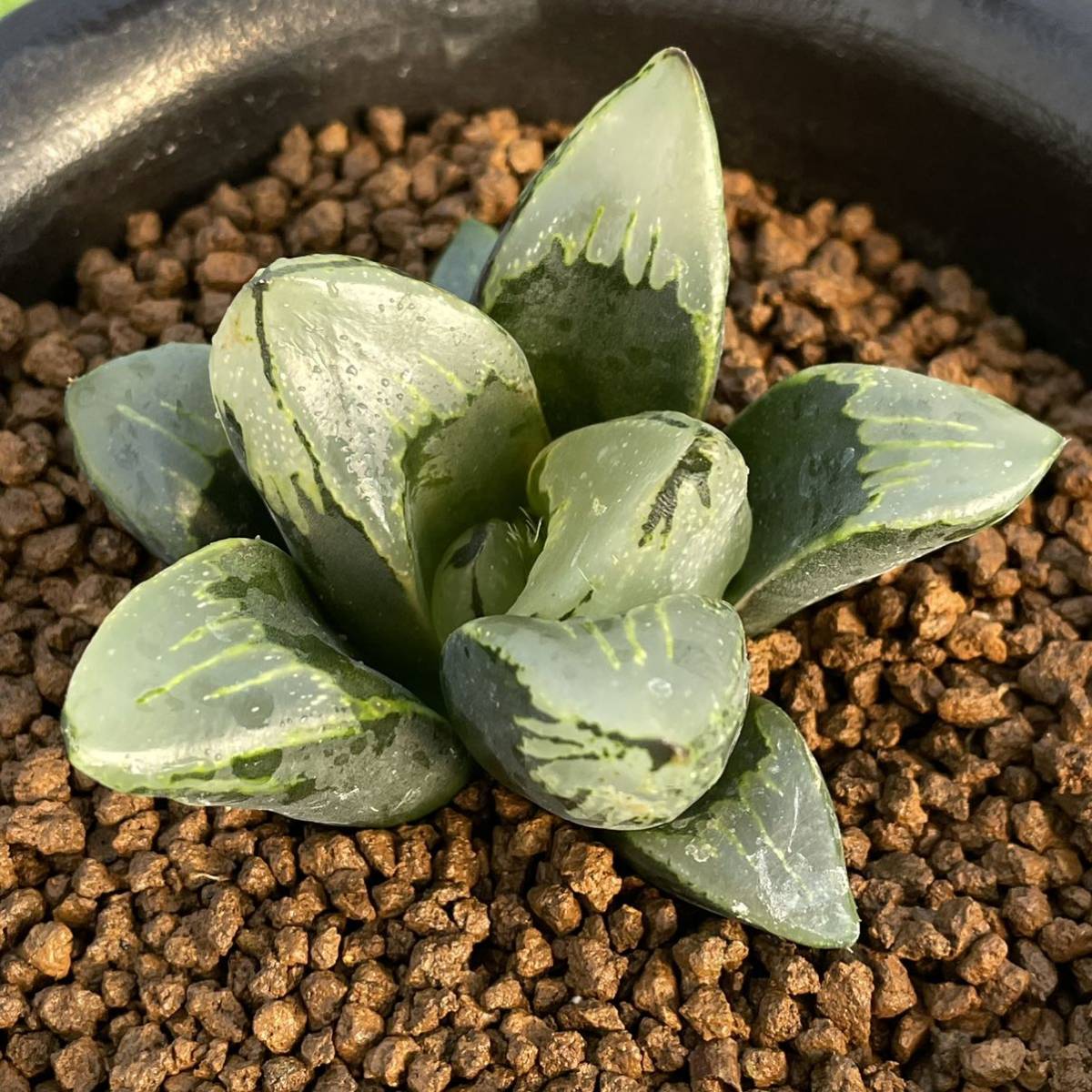 ≧∇≦）多肉植物 ハオルチア 本間裏窓 カキ仔 ハオルチア