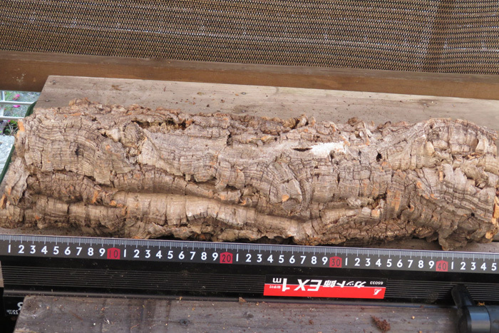 コルク樹皮 ポルトガル産 原木 樹皮 コルク コルク板 キャノンコルク