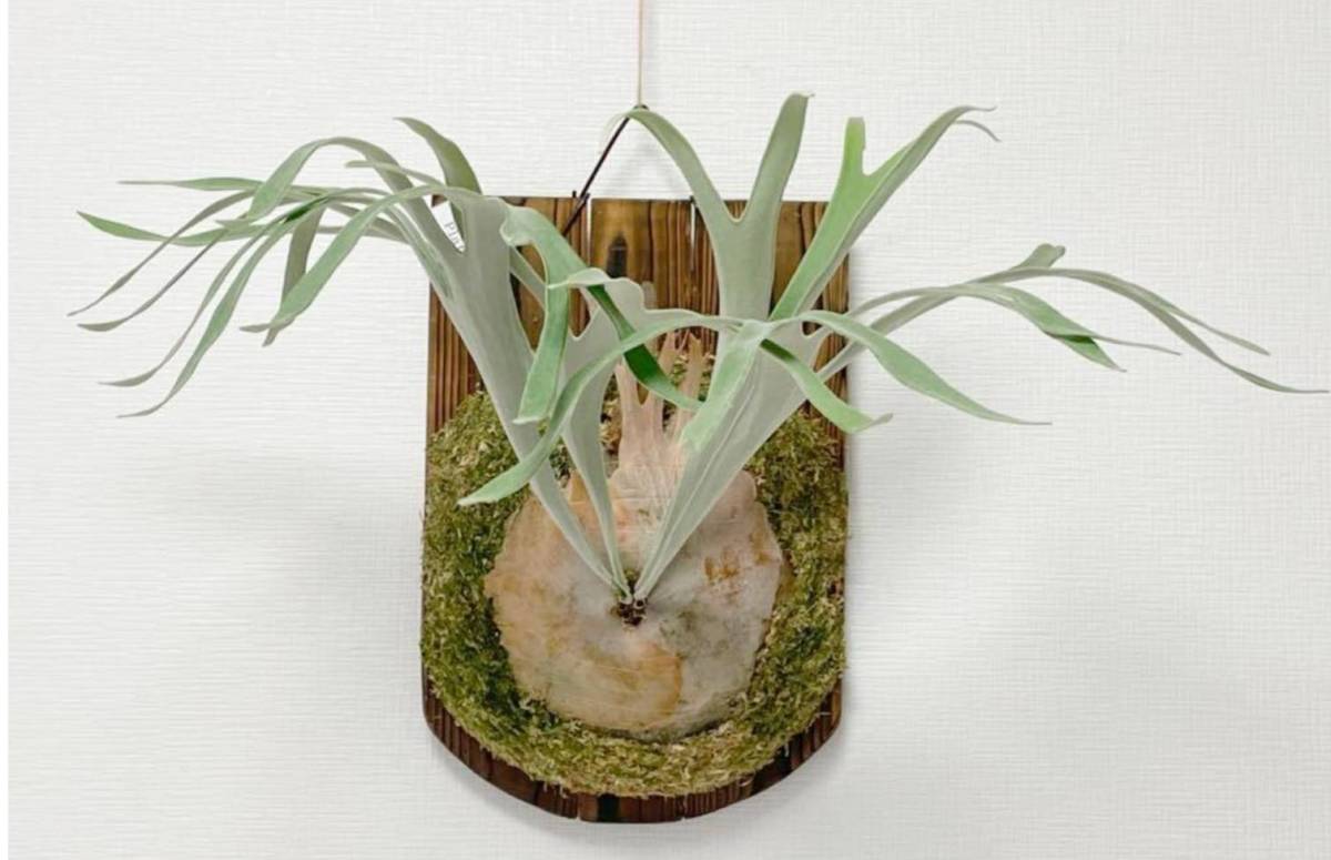 Platycerum Veitchii ビーチ ベイチ株分け品 ビカクシダ