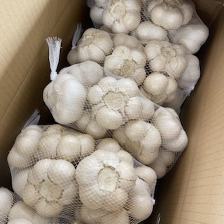 青森県にんにくタネ10Kg 大消毒双子 青森県 にんにくの種10kg 大、特大 