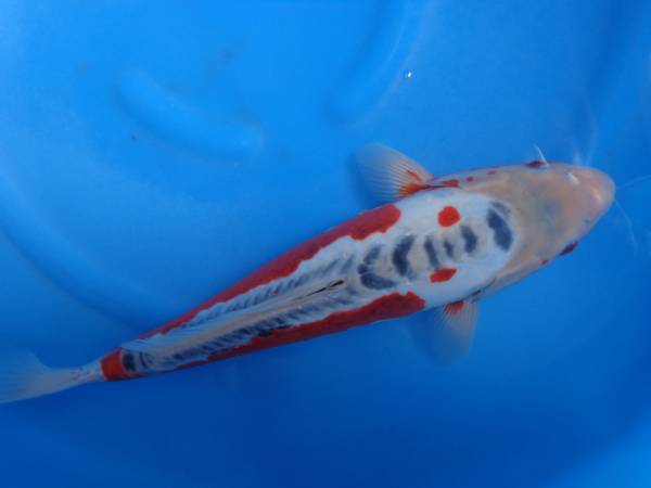 NO、4414【新潟産】●秋翠37㎝●2才