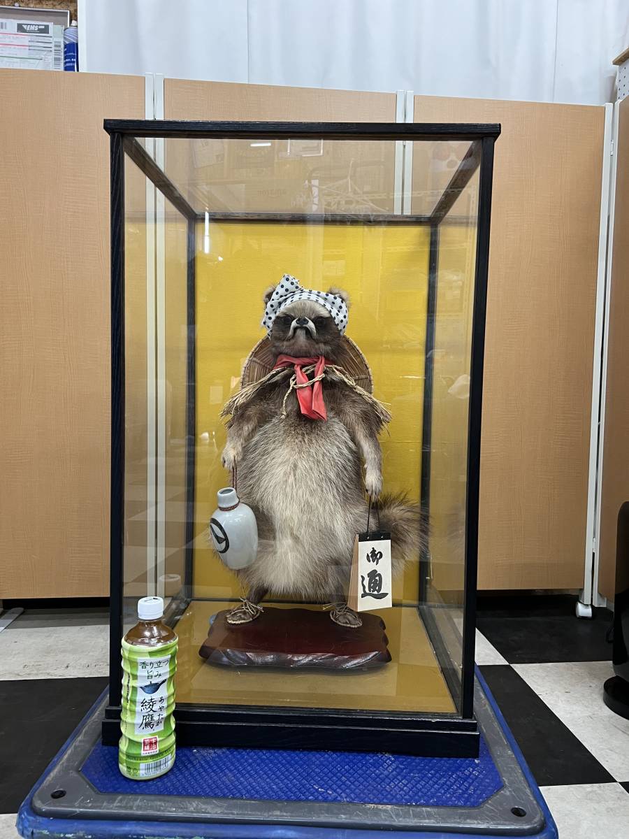 タヌキの剥製置物(ガラスケース付き） たぬきの剥製 ガラスケースつき