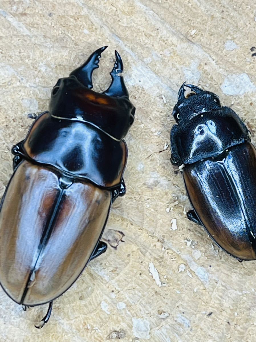 2月26日27日の限定出品！ハスタートナカゴメイ ハスタートナカゴメイ【即ブリ】♂♀ペア ナカゴメイ