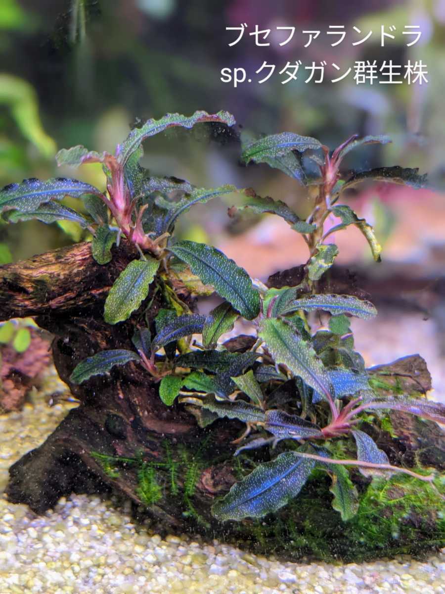 得価，低価 ブセファランドラsp.クダガン流木活着群生株 完全水中葉(その他)｜売買されたオークション情報、yahooの商品情報をアーカイブ公開 - オークファン その他