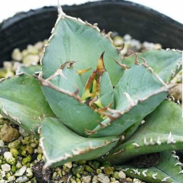 9月入荷 オテロイ 種子 種 証明書あり 200粒 Agave oteroi チタノタ