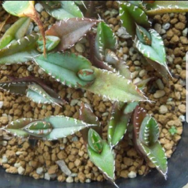 9月入荷 オテロイ 種子 種 証明書あり 200粒 Agave oteroi チタノタ