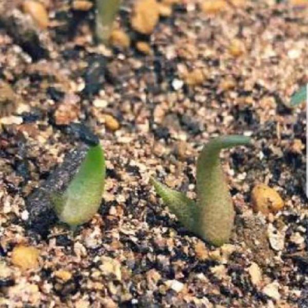 9月入荷 オテロイ 種子 種 証明書あり 200粒 Agave oteroi チタノタ