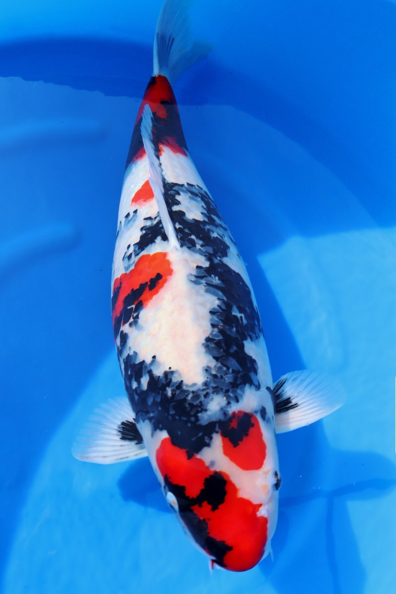 お買い得，格安 魚酔#CN-SP 動画あり 11月終盤SP カスタマーズオークション 丸堂養鯉場産 昭和三色 70cm(錦鯉)｜売買されたオークション情報、yahooの商品情報をアーカイブ公開 - オークファン 錦鯉