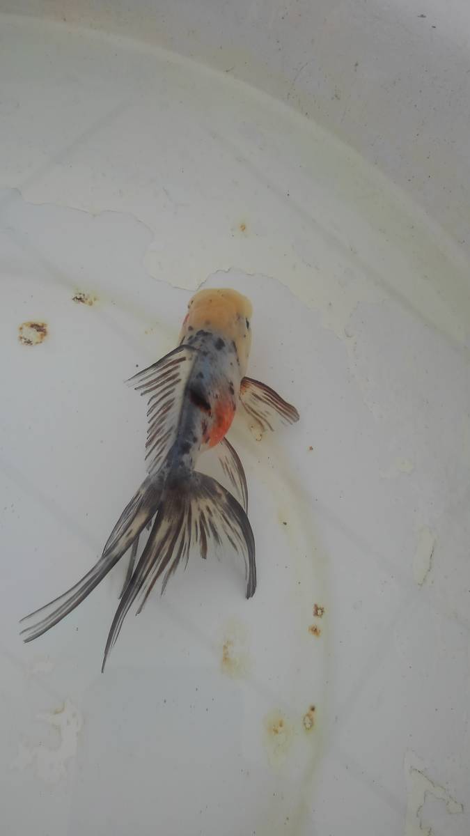 K 鈴木東錦 M ] 自家繁殖 弐歳魚 k 種観賞用 人気の中古品 動画あり 1匹 雌 [ 観賞用 | 東錦の通販