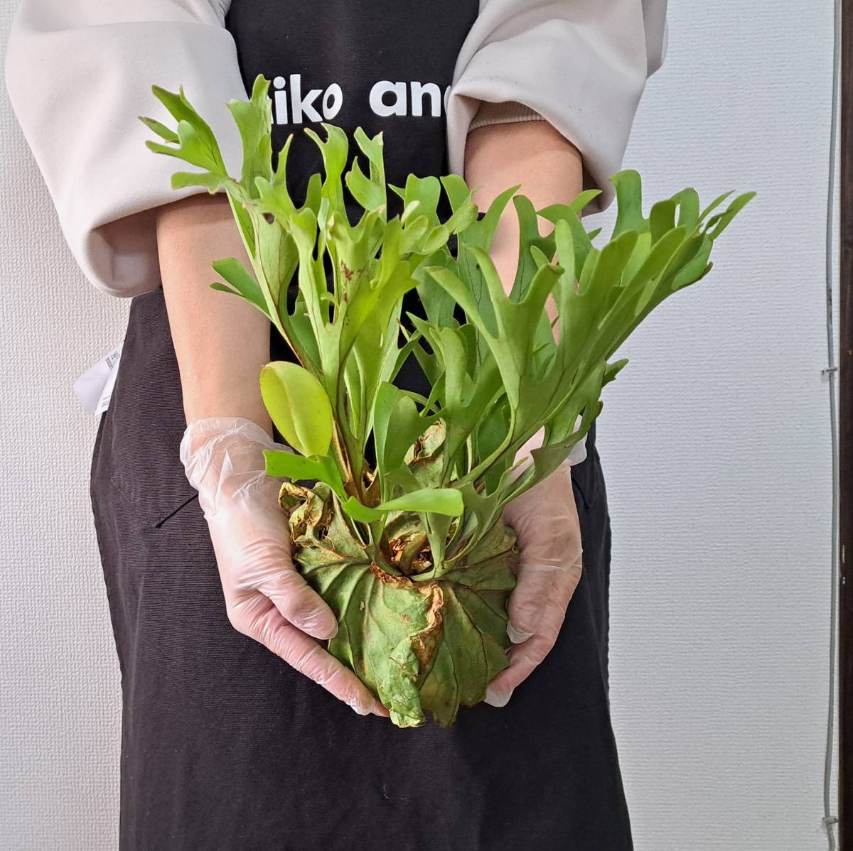 f*s様 Q733 ビカクシダ・ワンダエ（Platycerium wandae） ビカクシダ