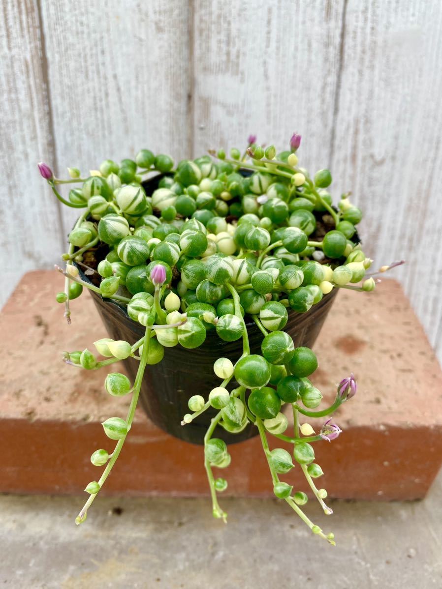 斑入りグリーンネックレスの値段と価格推移は 26件の売買情報を集計した斑入りグリーンネックレスの価格や価値の推移データを公開