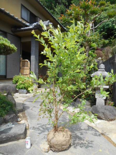 実鈴なり　☆　ブルーベリー　ティフブルー　　ボリューム株 2