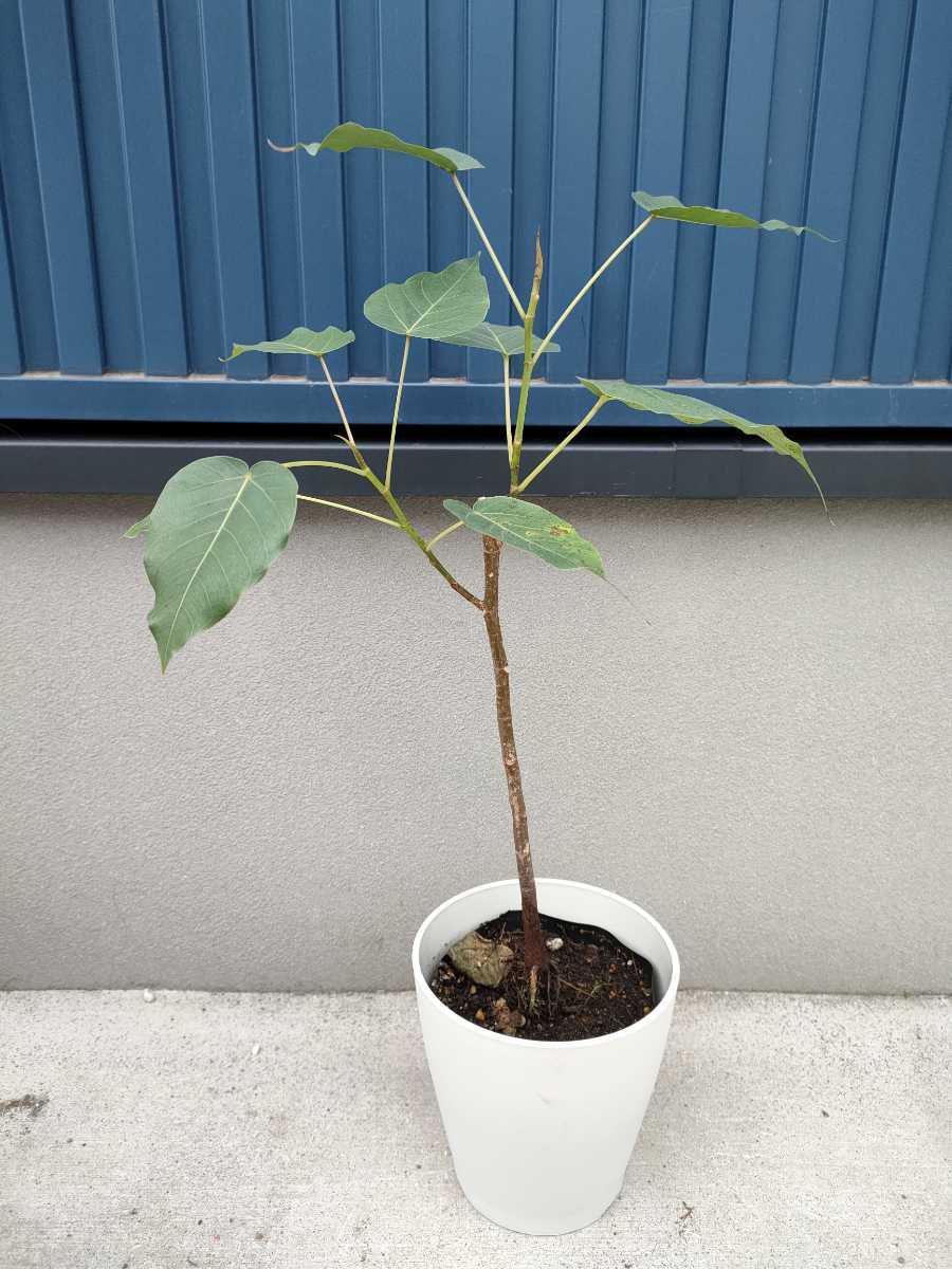 インド菩提樹の値段と価格推移は 23件の売買情報を集計したインド菩提樹の価格や価値の推移データを公開