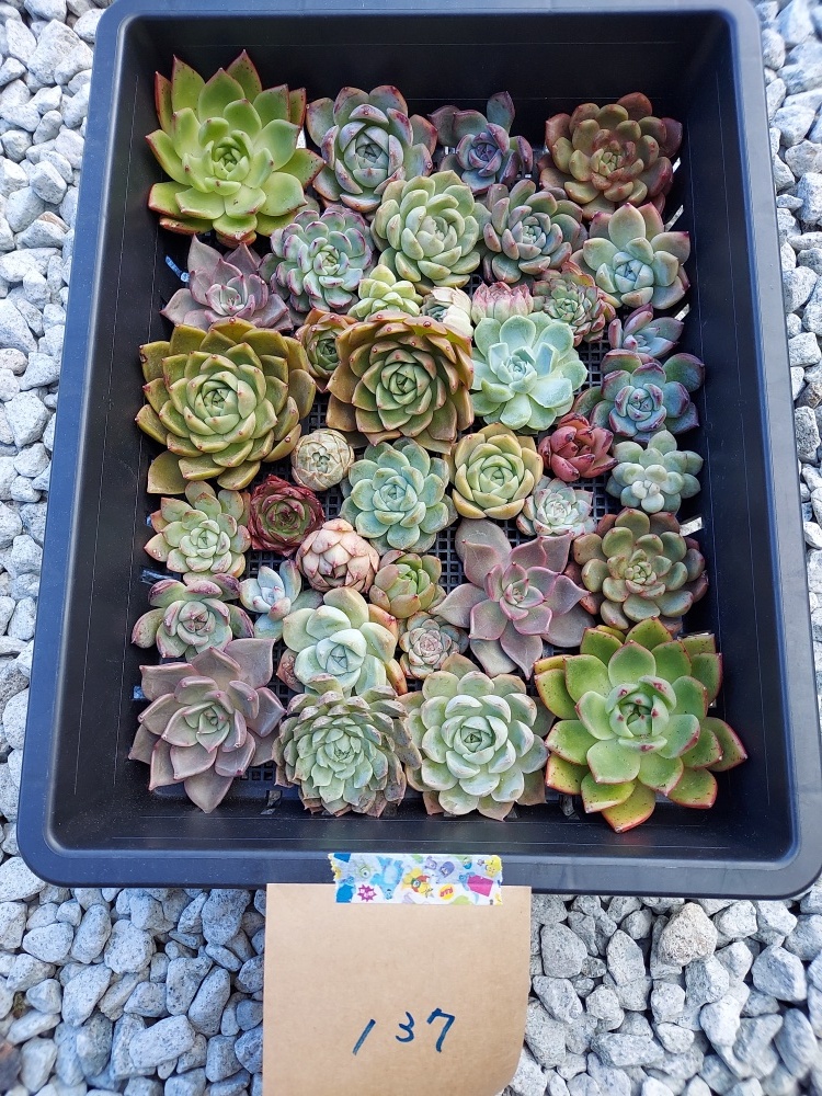 多肉植物 韓国苗 Echeveria1122-MD-MIX-137多肉植物 寄せ植えに♪（お