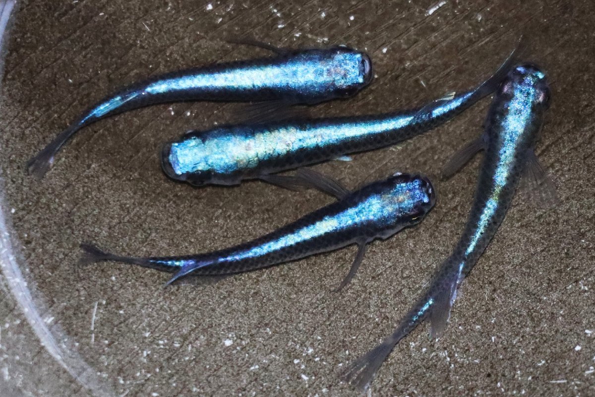 八代海洋濃藍（極上カブキブルー） 雄２尾、雌３尾 【八代海洋】濃藍（カブキブルー極上） 雄２尾、雌２尾 《現物画像！》 八代海洋濃