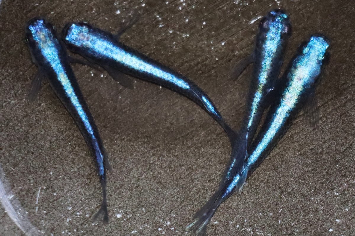 八代海洋濃藍（極上カブキブルー） 雄２尾、雌３尾 【八代海洋】濃藍（カブキブルー極上） 雄２尾、雌２尾 《現物画像！》 八代海洋濃