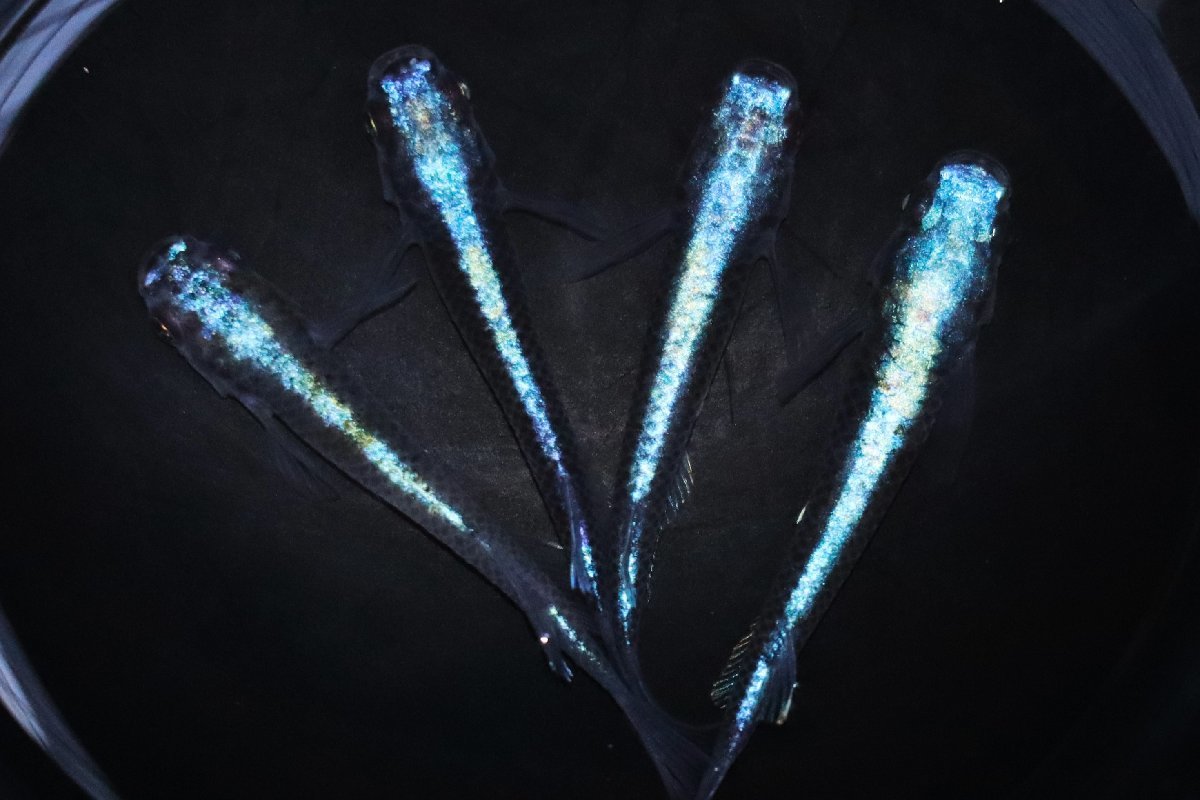 八代海洋濃藍（極上カブキブルー） 雄２尾、雌３尾 【八代海洋】濃藍（カブキブルー極上） 雄２尾、雌２尾 《現物画像！》 八代海洋濃