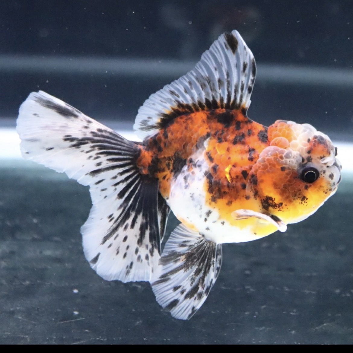 ☆幻の金魚☆「平成倭」☆上物稚魚20匹＋α☆3cm前後☆おまけ付