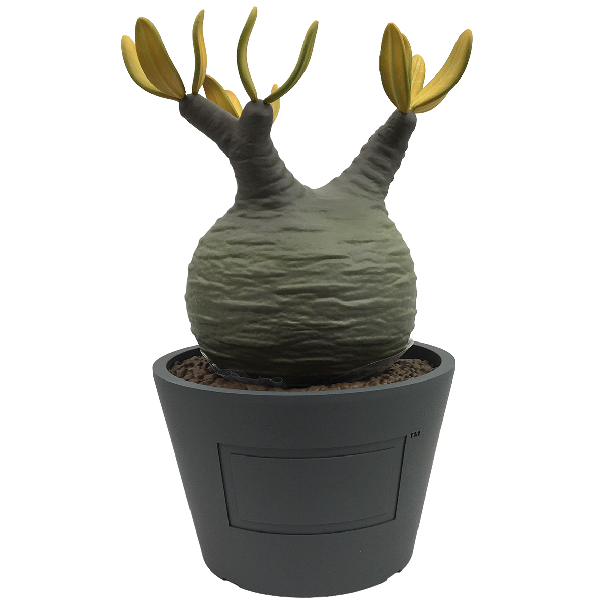MEDICOM TOY VCD BOTANIZE × Pachypodium rosulatum Botanize 公式通販 var. gracilius Gracilius – | Version MONOTONE
