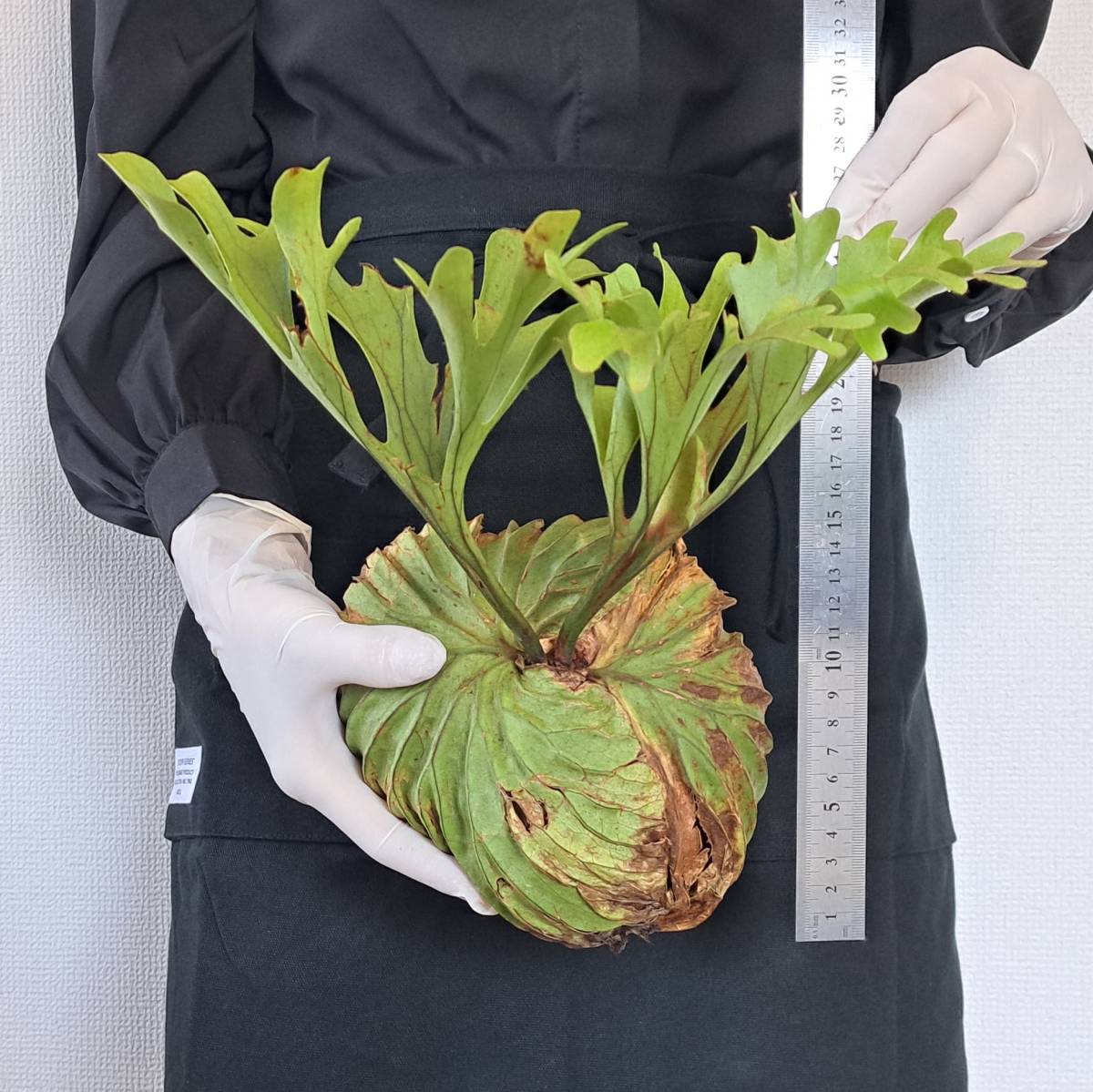 ☆1円スタート☆100 ビカクシダ 植物☆Platycerium ridleyi (プラティケリウム リドレイ)Center Borneo Wild/麋角羊歯