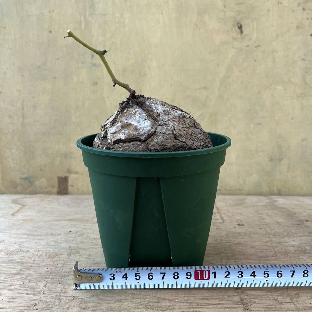 1円スタート」 Dioscorea elephantipes 1 / ディオスコレア エレファン