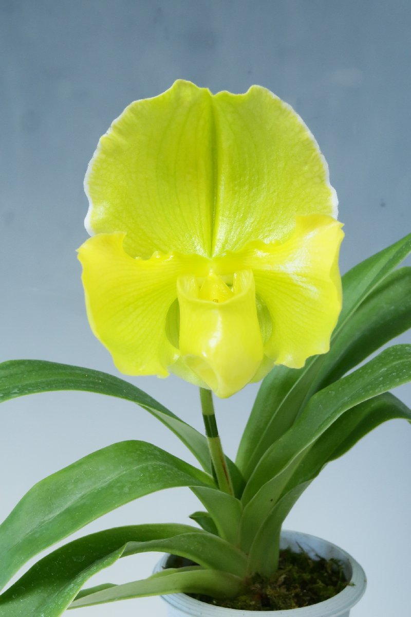 洋蘭 パフィオ TA9280 TB1532 Paph. Peloton Star Amarillo Star 'Yellow Face' x