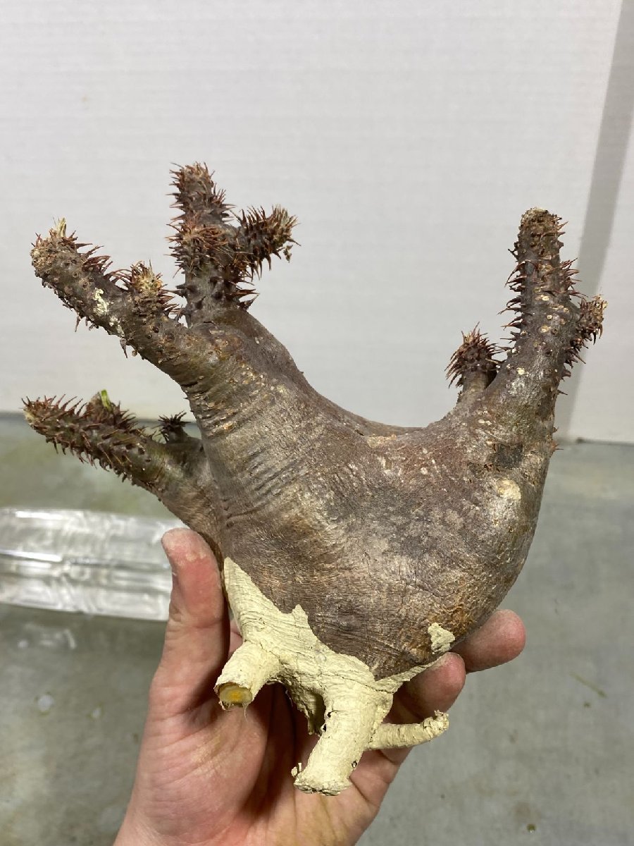 ン6105 「現地】パキポディウム マカイエンセ 小～中 抜き苗【/最新到着・Pachypodium makayense・根切り画像要確認】