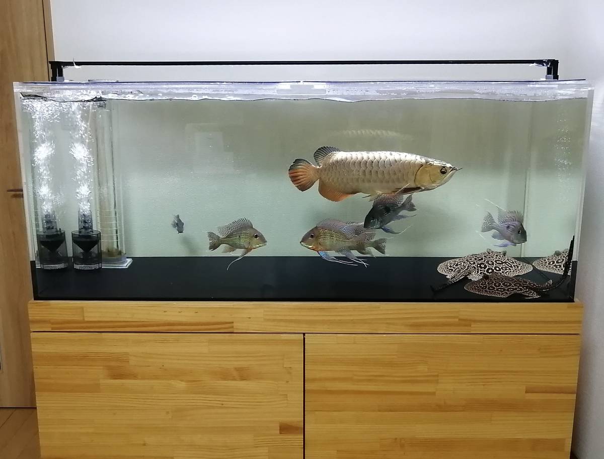 人気定番，大人気 引き取り限定 150㎝水槽 用品セット(120cm～)｜売買されたオークション情報、yahooの商品情報をアーカイブ公開 - オークファン 120cm～