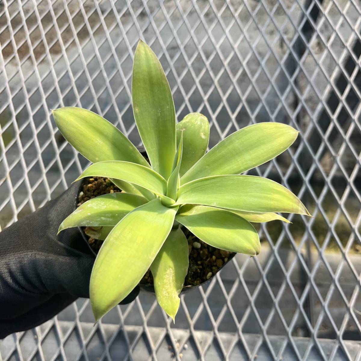 極美 品種 Agave attenuata 