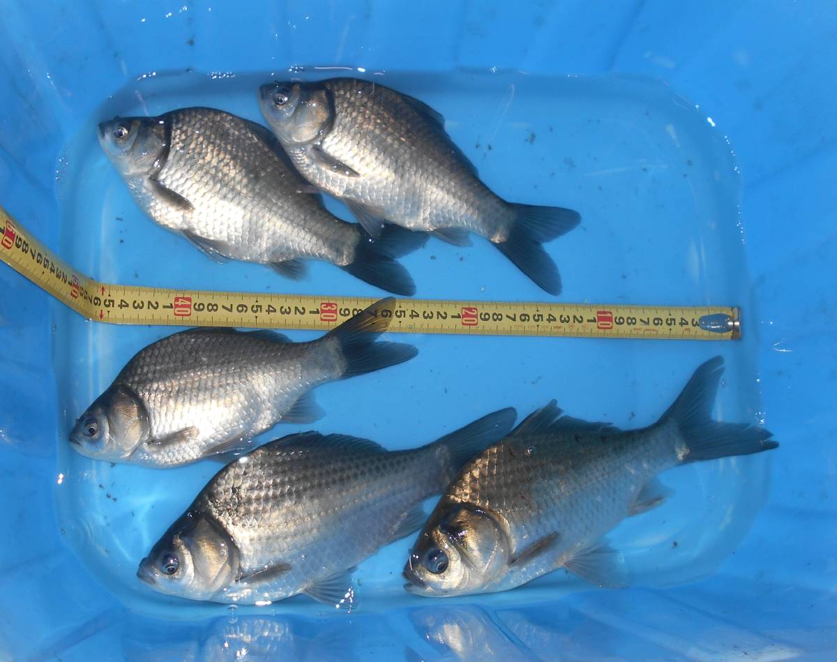 【紀州鯉くらぶ】特上 釣り堀菊水の美へら　25号　　25～29cm　5匹　令和4年産　写真の個体　将来楽しみな仔！