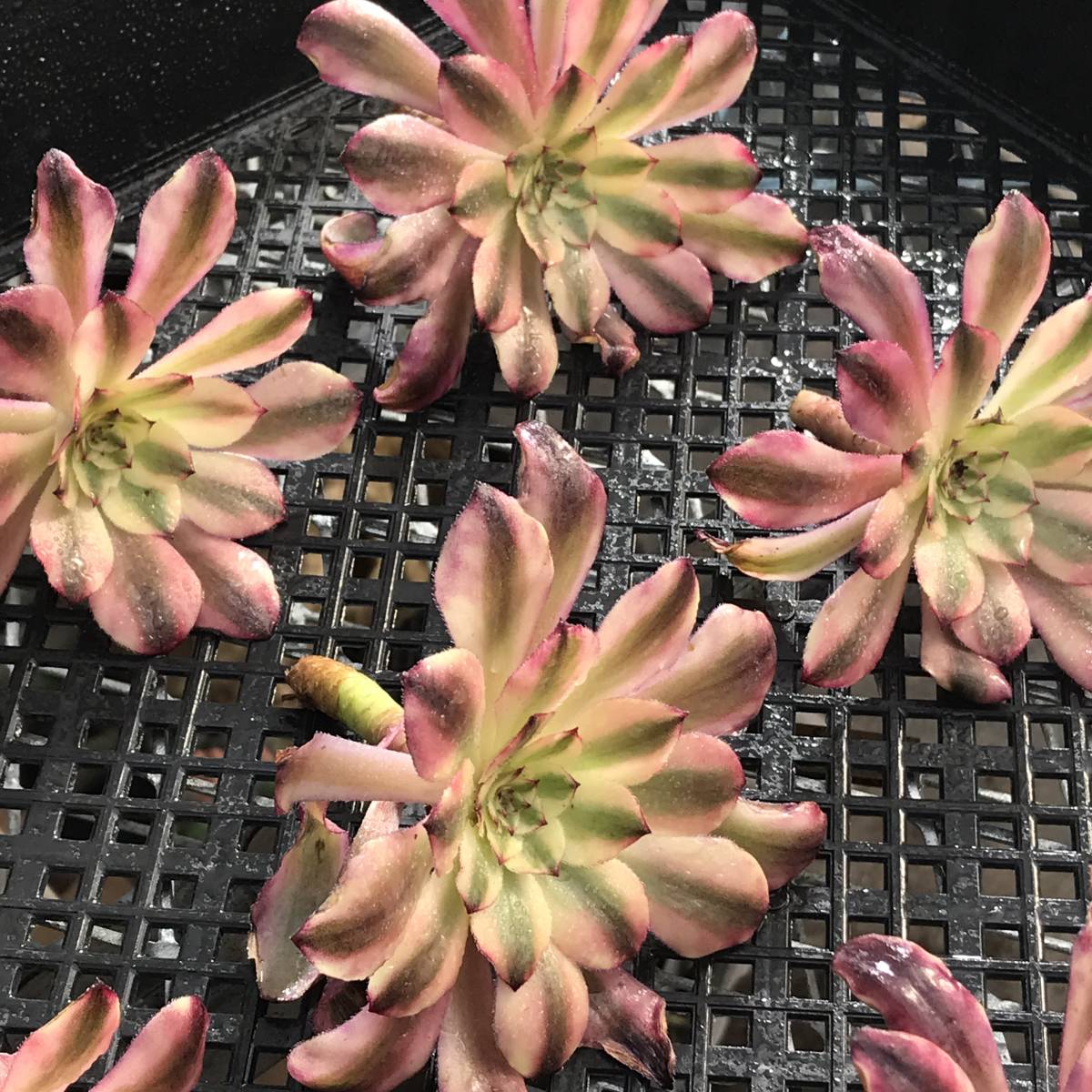 57#多肉植物アエオニウム錦❤️ シャネル 变異夕焼けセッカ ❤️13cm拨き苗