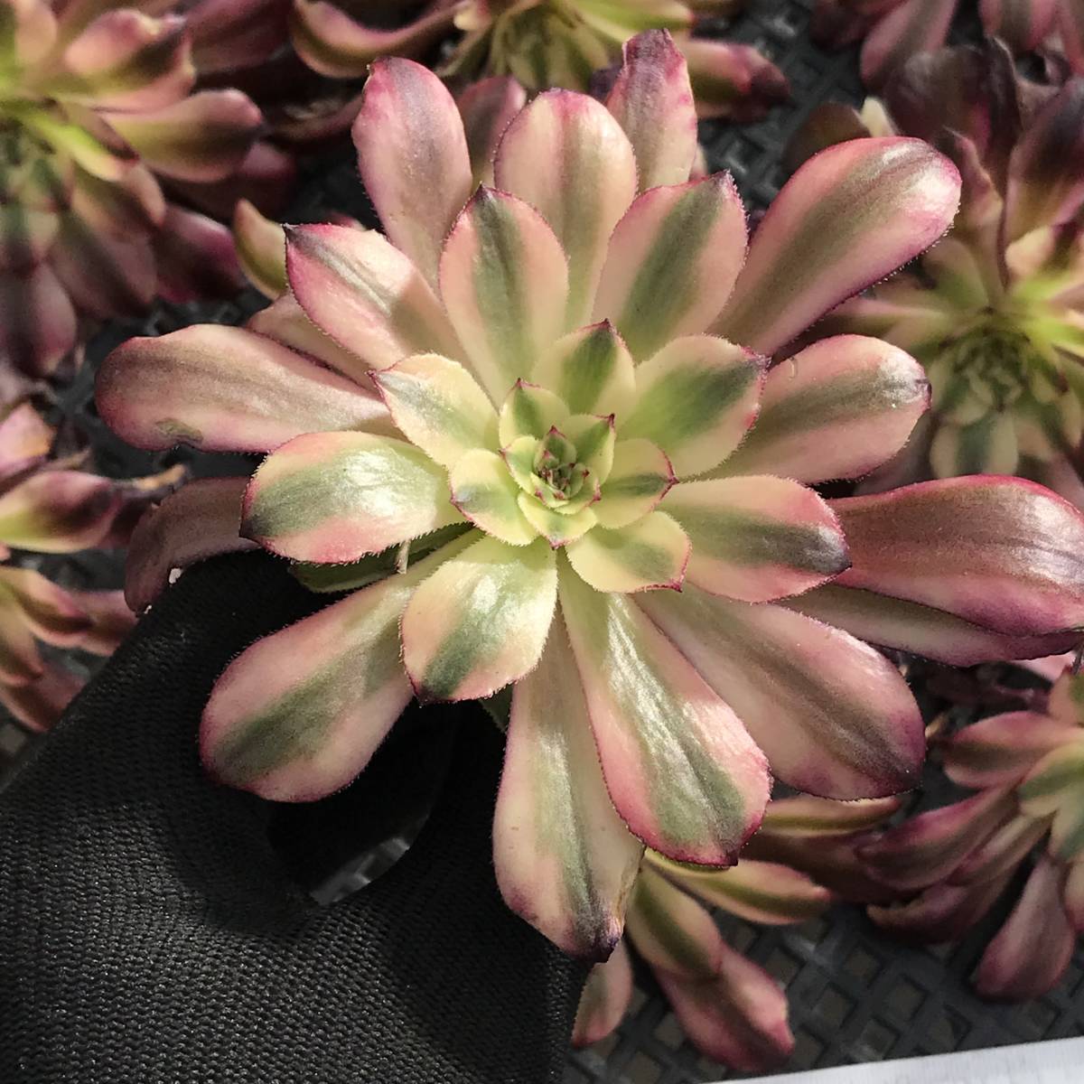 57#多肉植物アエオニウム錦❤️ シャネル 变異夕焼けセッカ ❤️13cm拨き苗