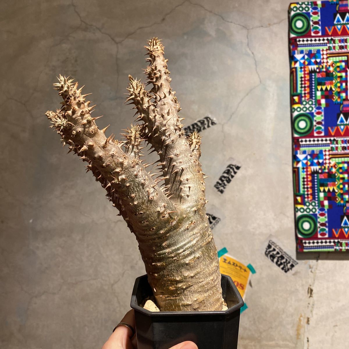 パキポディウム デンシフローラム 塊根植物 コーデックス大株実生 パキポディウム デンシフローラム 塊根植物 コーデックス Pachypodium