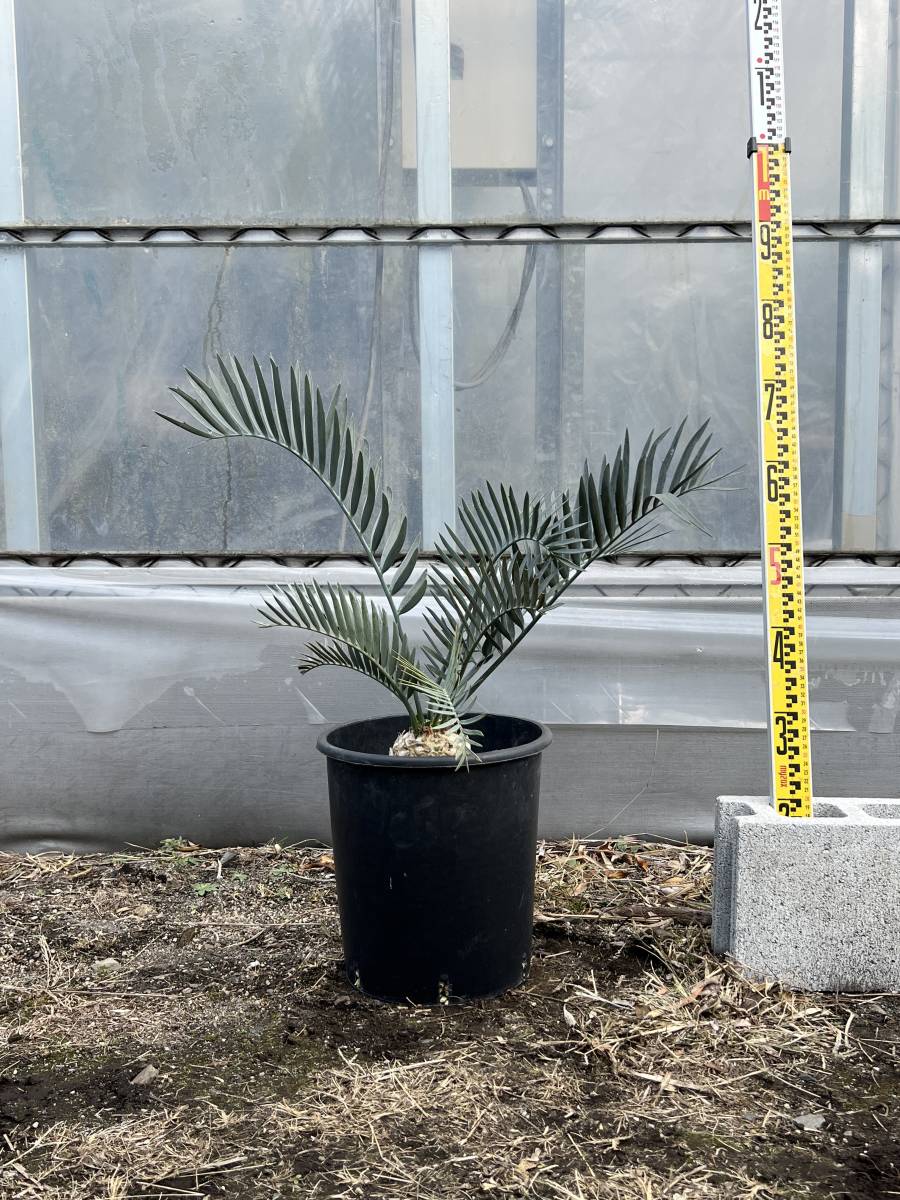 Encephalartos lehmannii エンセファラルトス レーマニー　年末年始特典　送料無料！