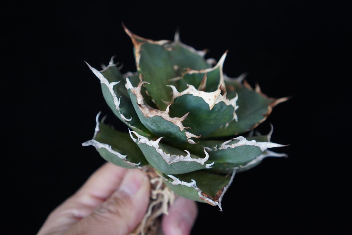 3 □ fo76□Agave Titanota □インドネシア産□アガベ チタノタ