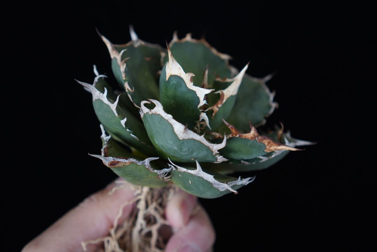 3 □ fo76□Agave Titanota □インドネシア産□アガベ チタノタ