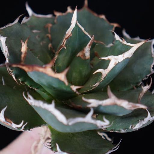 3 □ fo76□Agave Titanota □インドネシア産□アガベ チタノタ