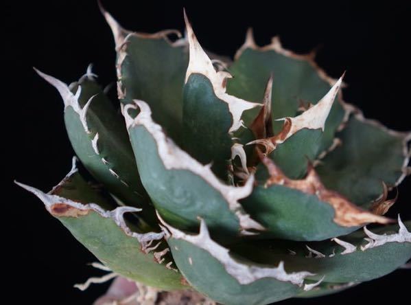 3 □ fo76□Agave Titanota □インドネシア産□アガベ チタノタ