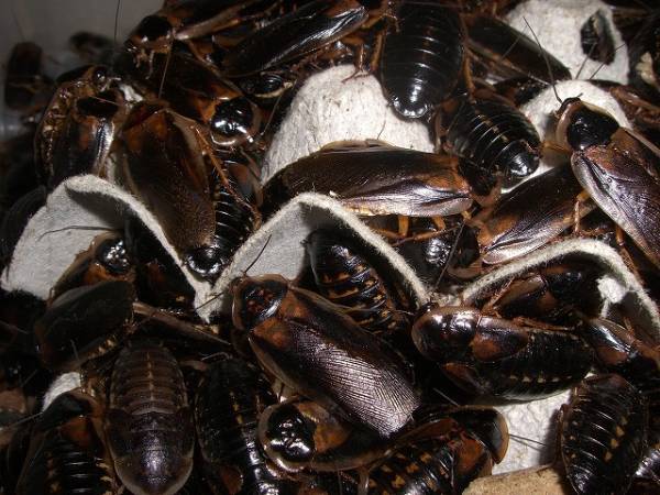 ★送料無料デュビア成虫♂１００匹♀２００匹死着補償♀３０匹★