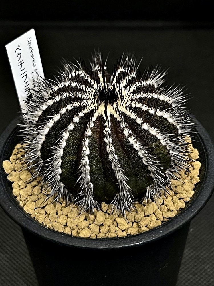 Uebelmannia pectinifera f.variegata ユーベルマニア ペクチニフェラ 