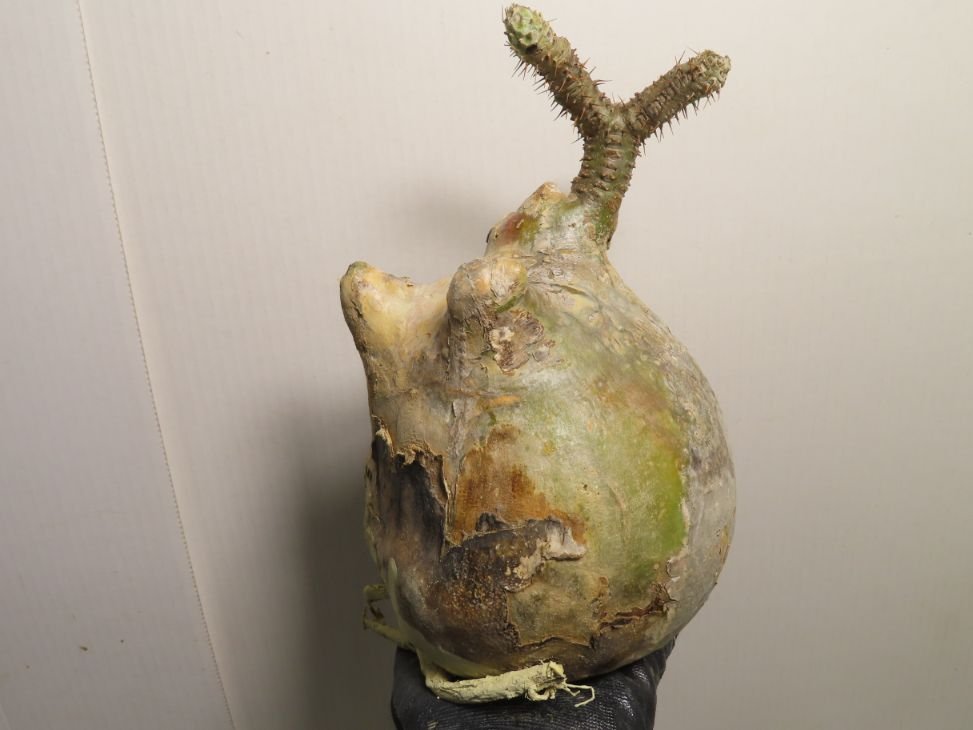 鉋 常三郎 幻 赤樫 43ミリ 鉋 常三郎 幻 赤樫 43ミリ 鉋 常 ☆三木鉋