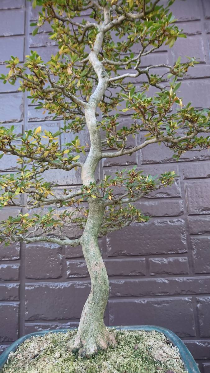 盆栽三昧】さつき盆栽 盆養樹 (彩華) 高70.0×幹廻 12.0 | さつき