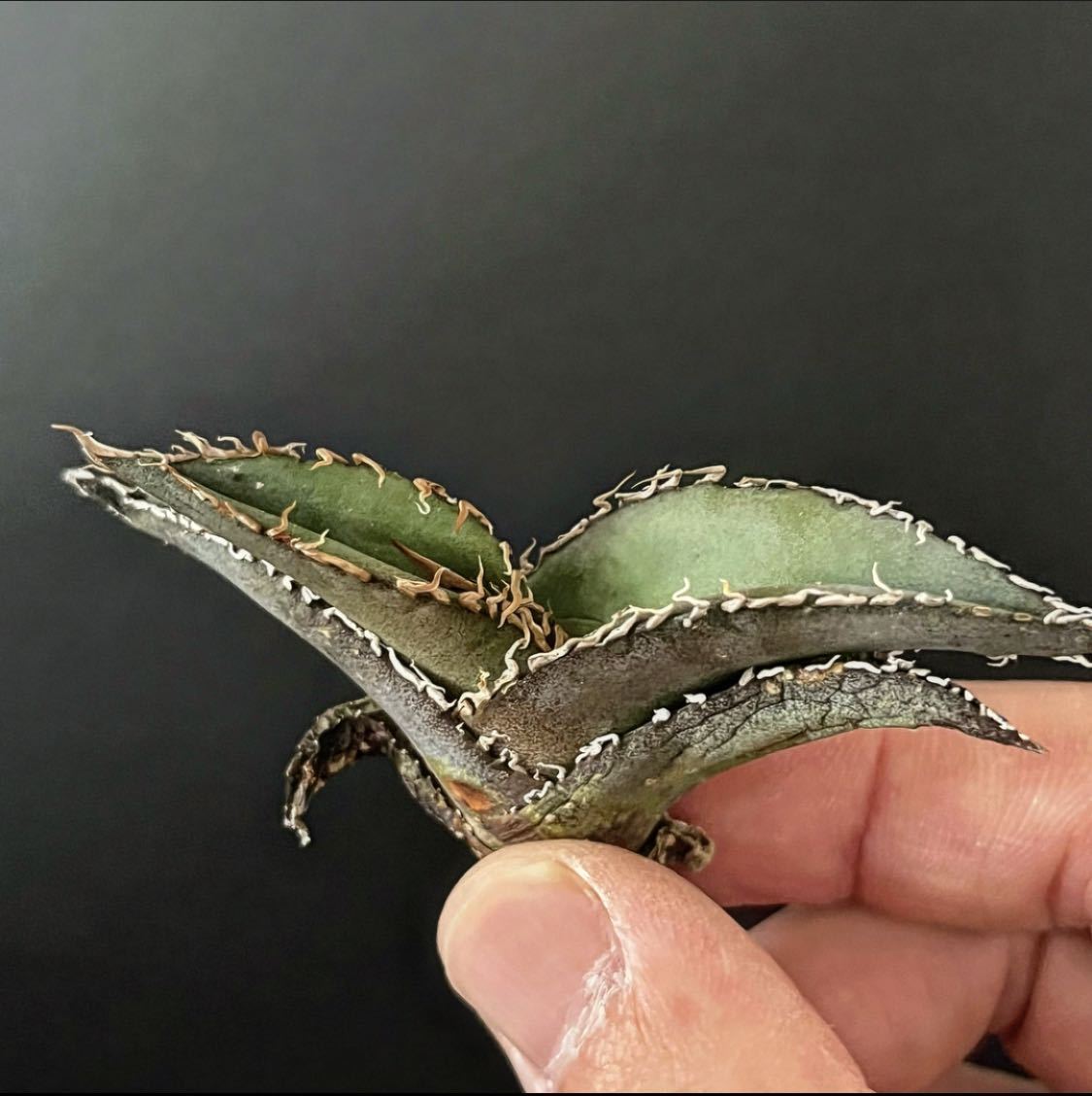 hp 912 初売り大量祭り　オアハカオテロイ実生　アガベ　オテロイ　(チタノタ) osp育成株　オアハカ産種子実生株　サイズは手のサイズ参考