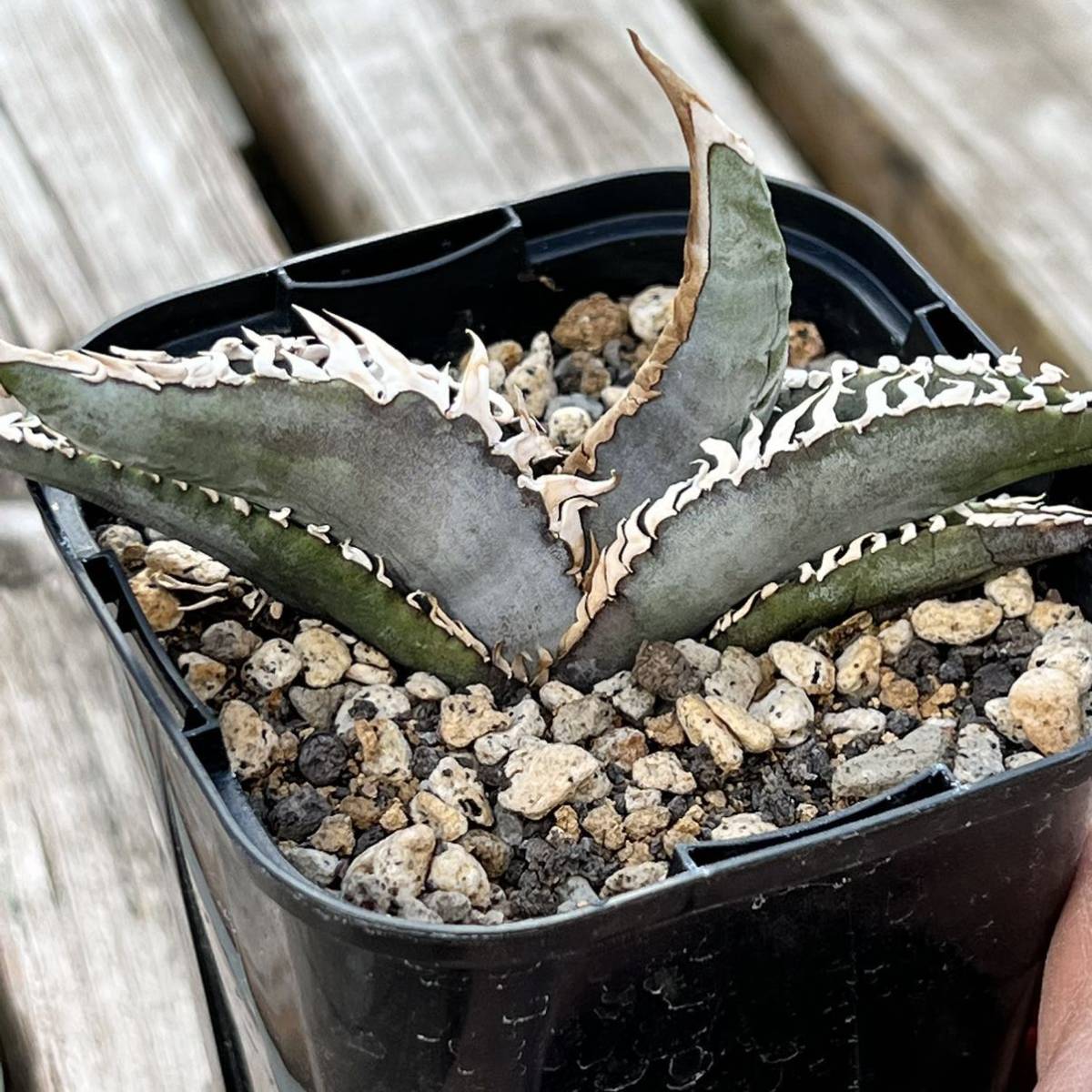 アガベ チタノタ オテロイ 実生 ノーネーム 19 AGAVE アガベ アガベ チタノタ オテロイ 実生 ノーネーム 19 AGAVE アガベ