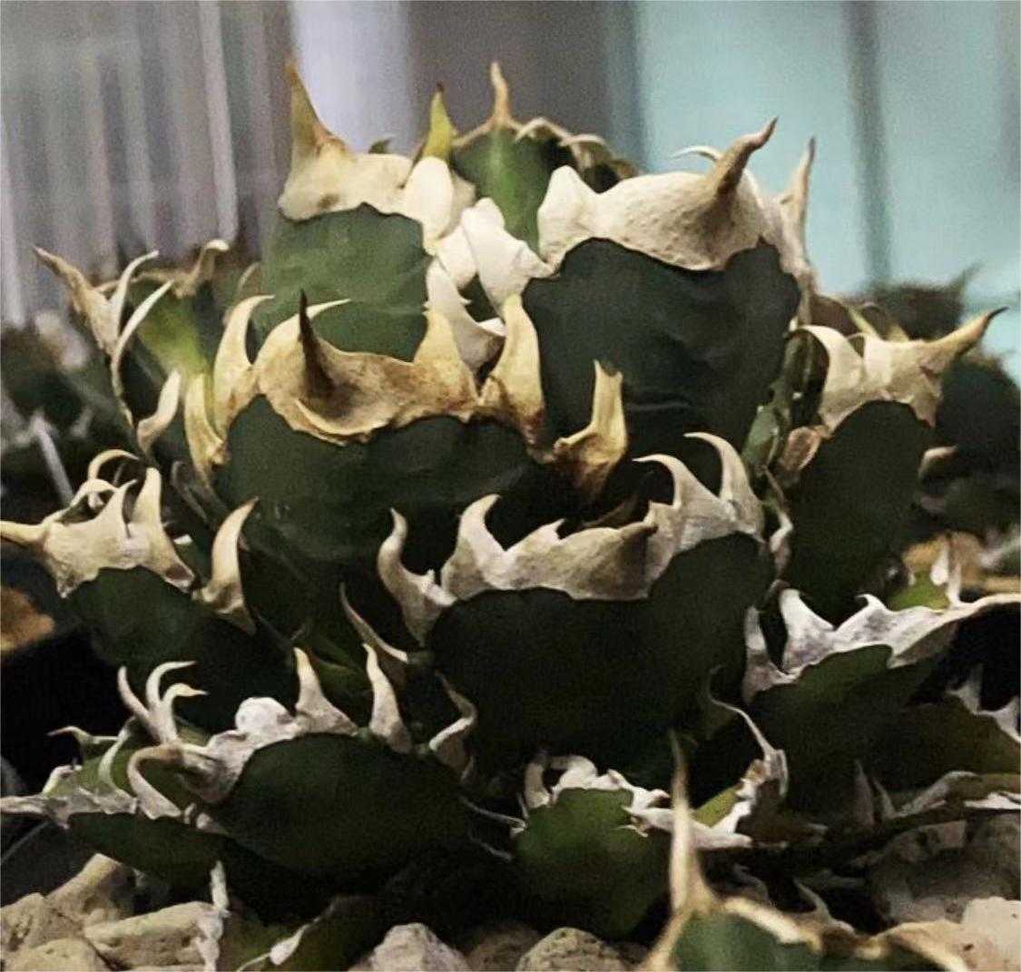 B-9多肉植物アガベ チタノタ ハデス Hades 黒帝斯 恐龍牙歯 強棘 30株