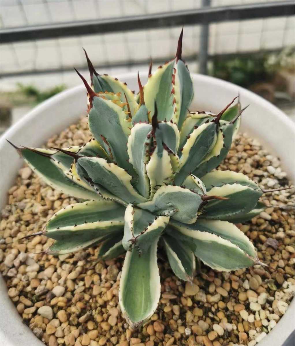 アガベ キュービック Agave potatorum 'Cubic'｜多肉植物