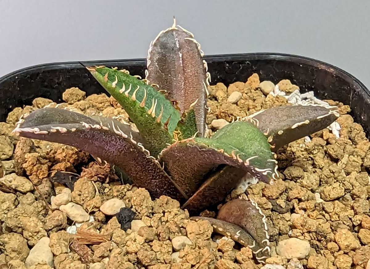 ⑲発根済 アガベ チタノタ フィリグリー Agave titanota filigree 台湾