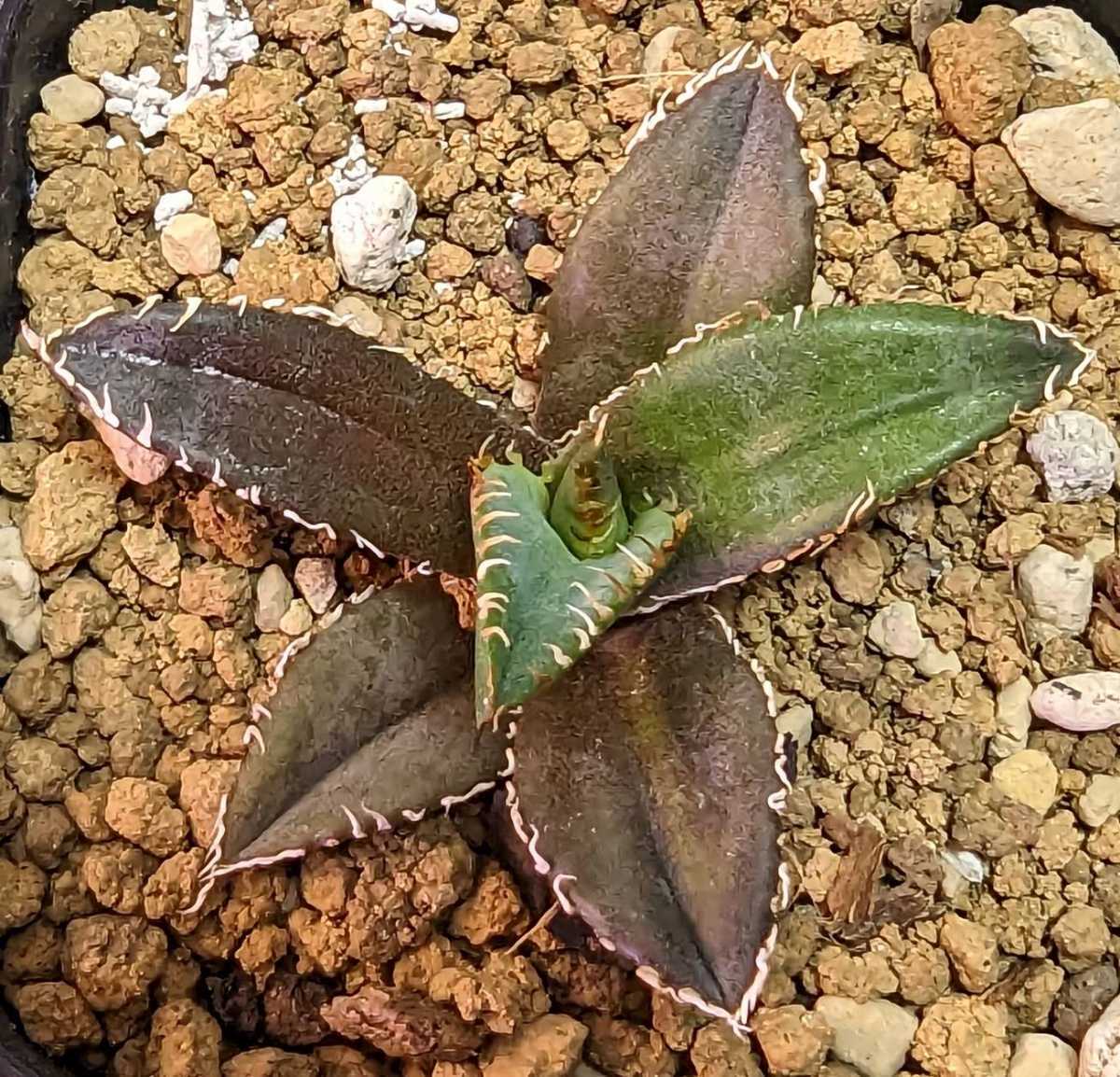 ⑲発根済 アガベ チタノタ フィリグリー Agave titanota filigree 台湾